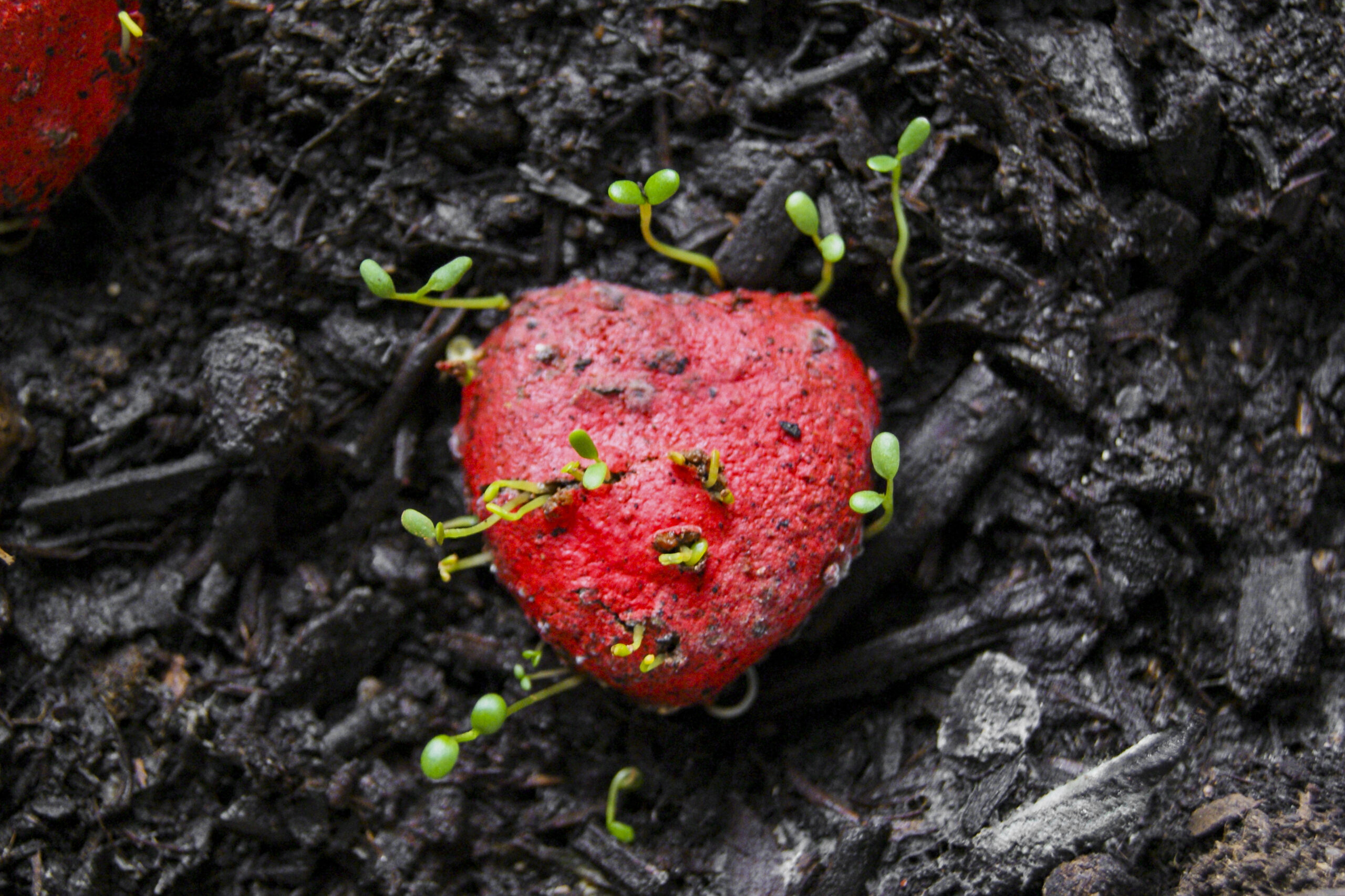 Seedheart Seedheart