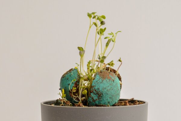 Seedbomb x1